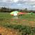 Single rotor-UAV for agriculture